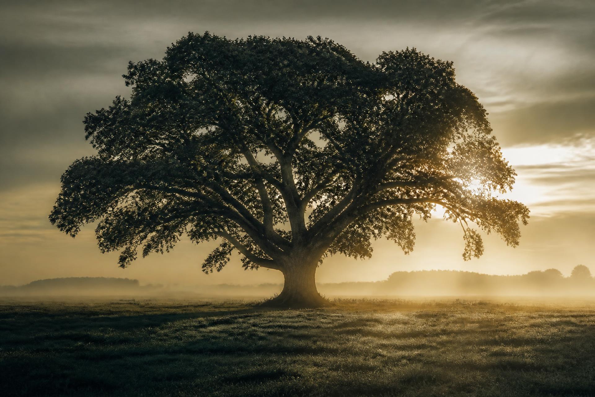 An ancient solitary oak standing in open meadow at first light.